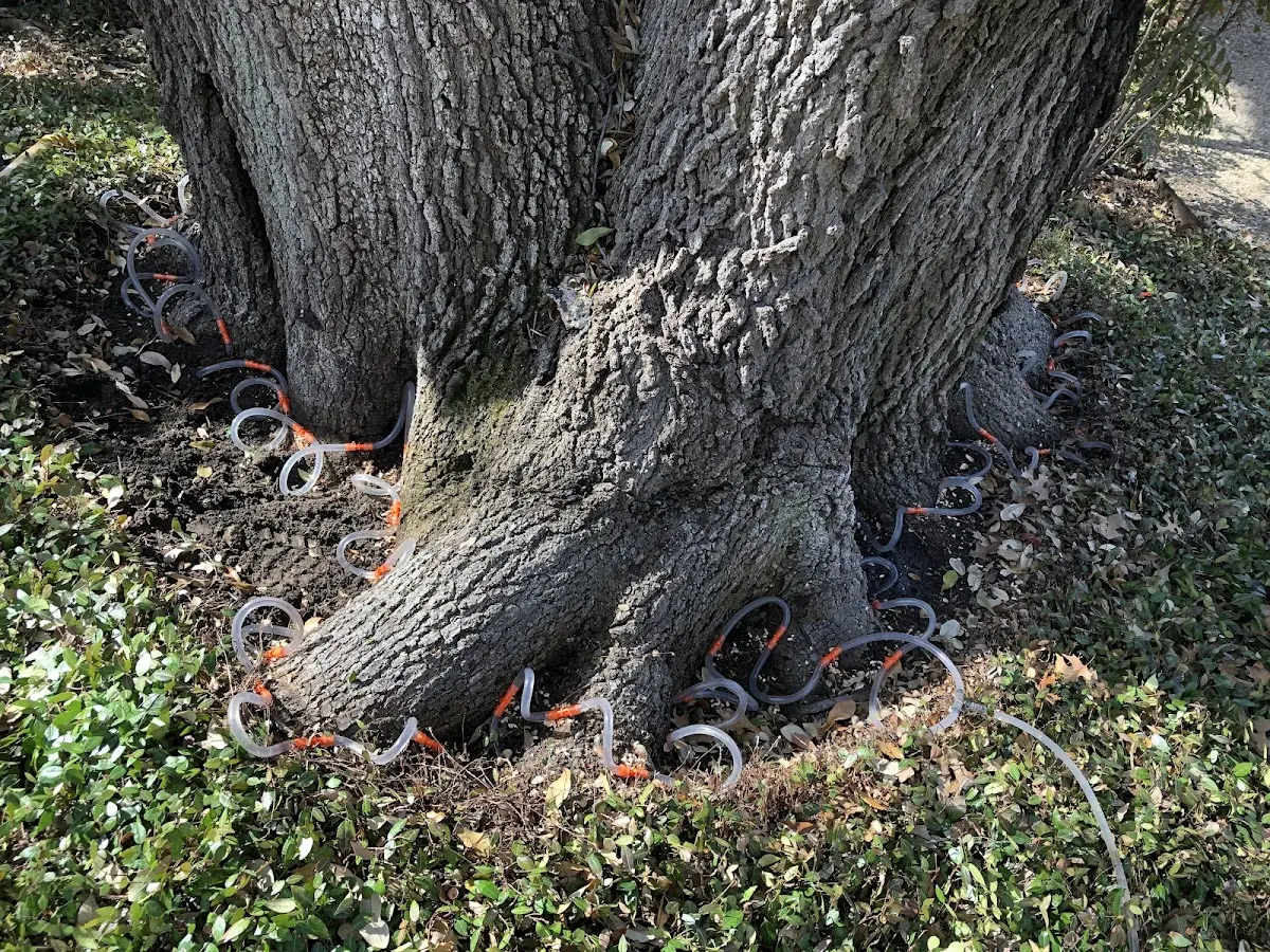 Detailed Tree Cabling and Bracing job site in Bearden
