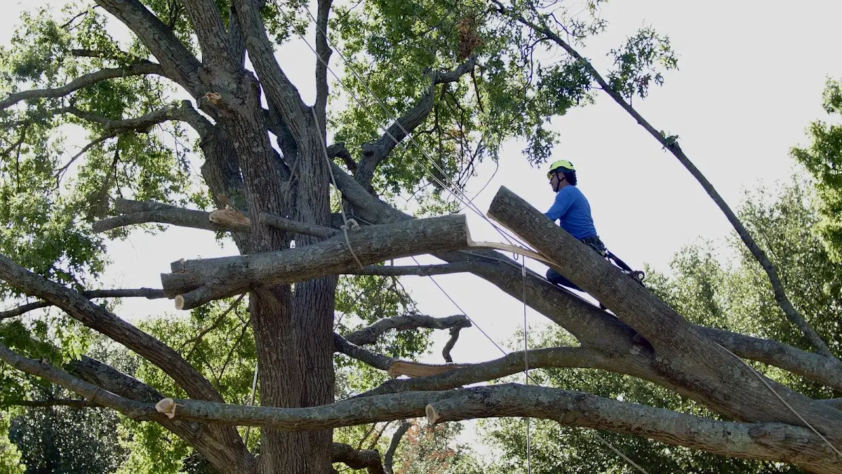 Professional Hazardous Tree Removal performed by certified arborists in Bearden