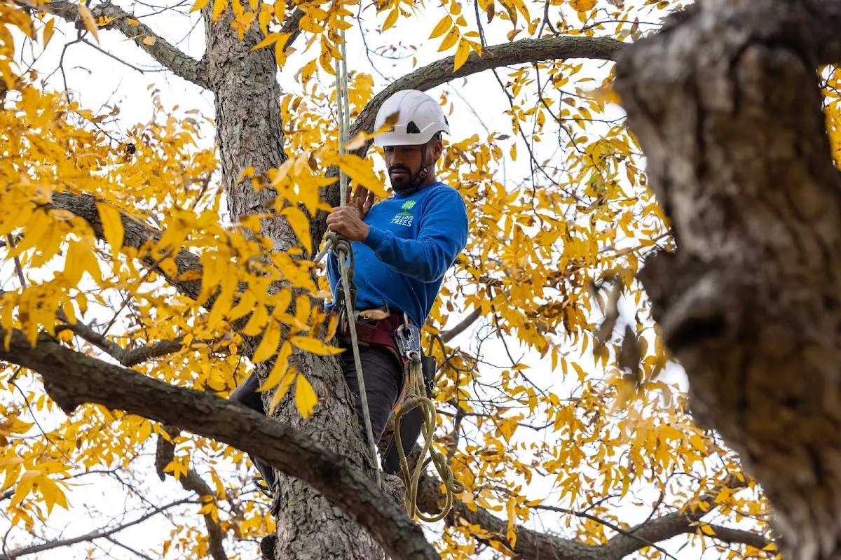 Skilled Dead Tree Removal crew working in Bearden